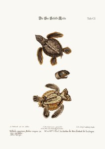La tortue de mer, 1749-73 - George Edwards